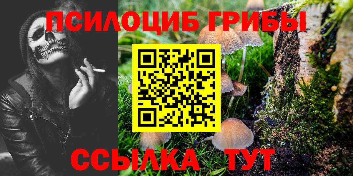 Псилоцибиновые грибы Psilocybe Среднеуральск